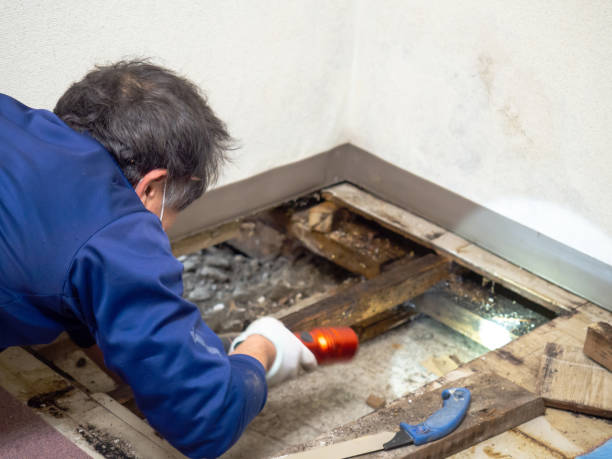 Best Mold Removal and Inspection  in USA